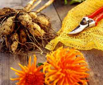 Often mistaken as bulbs, tuberous roots are the key to the dahlias ability to thrive in extreme conditions