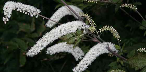 The white bottle-brush flowers of Actea simplex