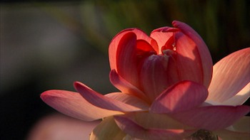 Lotus Container Adds Touch of the Sacred to Your Garden