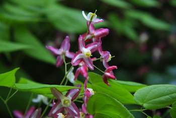 Epimedium grandiflorum is a shade plant that forms nice clumps and blooms in a multitude of colors