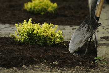 A spade, the most useful garden tool of all