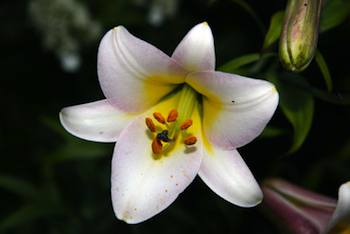 A summer-blooming oriental lily hybrid