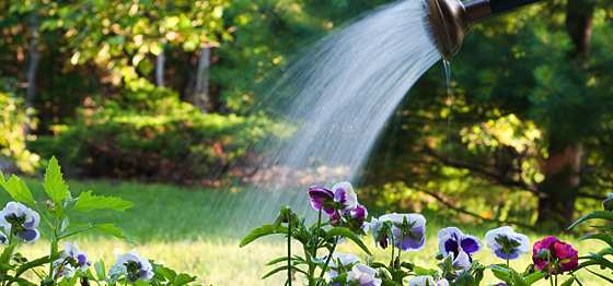 Conserving Water in the Garden