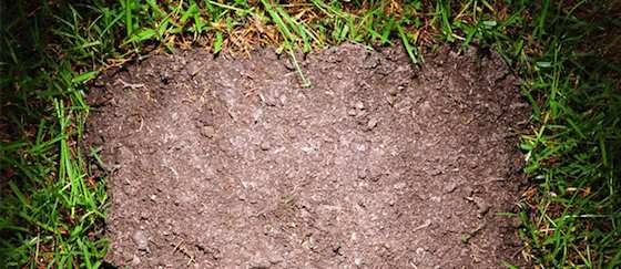 Easy Lawn Repair Tips to Get Your Yard in Shape