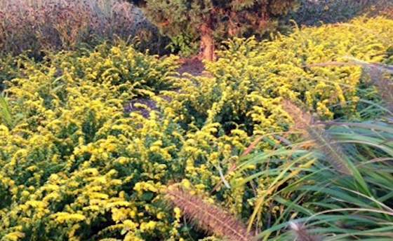 Great Fall Gardens: How to Get the Look