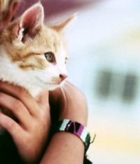 How and Why Cats Purr