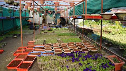 Indian Farmers Discover Flower Power