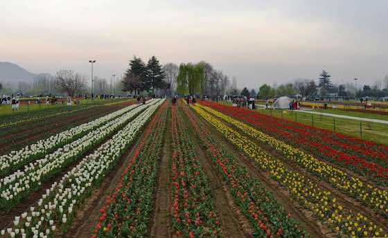 Indian Farmers Discover Flower Power