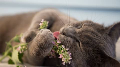 Pets | Is It Unethical to Give Your Cat Catnip?