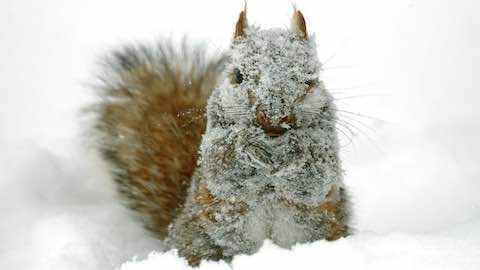 Is Winter Miserable for Wildlife?