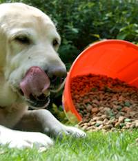 Vitamins and Minerals Your Dog Needs
