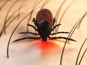 Lyme disease is the predominant tick-borne illness in the U.S. but it s not the only one. Ticks can spread other bacterial and viral diseases