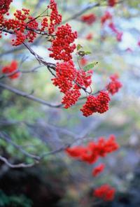 Mountain ash berries that color the roadsides along the carriage roads of Acadia National Park. Maine Acadia National Park