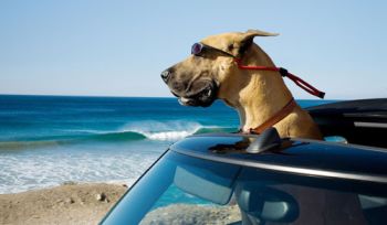 Owen Wilson & Emma Stone in the movie Marmaduke