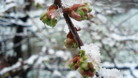North Korea: A Cold Northern Spring