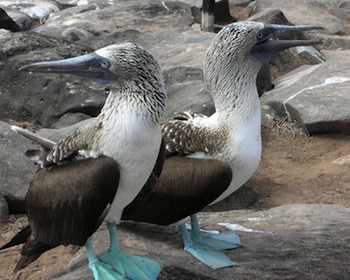 Family Vacations - pair of blue-footed boobies