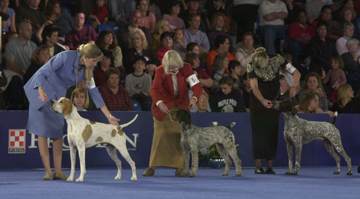 The National Dog Show, presented by Purina | iHaveNet.com