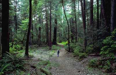 Walk among the tallest living organisms on the planet at Redwood National Park