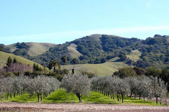 Beyond Wine: Sonoma's Chill Food-And-Drink Scene Keeps Growing