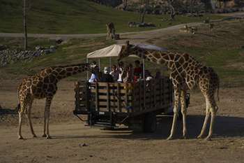 Taking the Kids to the San Diego Zoo and Wild Animal Park 