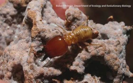 Termites Fight Climate Change