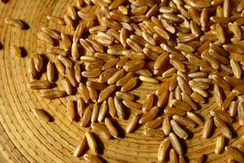 The Amazing Story of Kamut: The Nearly Lost Grain 