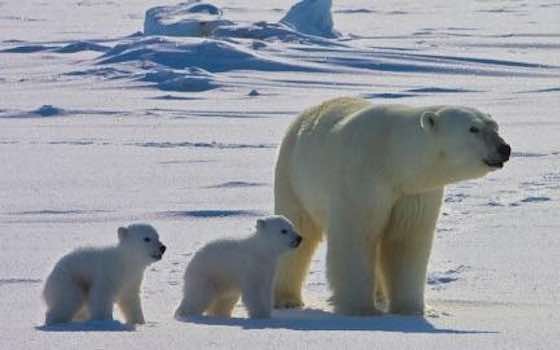 The Arctic Isn't Cold Enough for Polar Bears Anymore