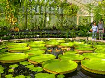 The Waterlily House is just one of the many different houses and gardens that visitors can enjoy while at Kew Gardens
