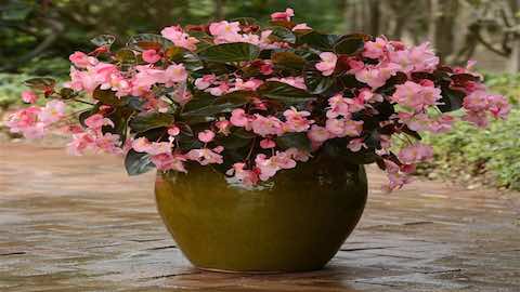 Top 5 Gardening Trends