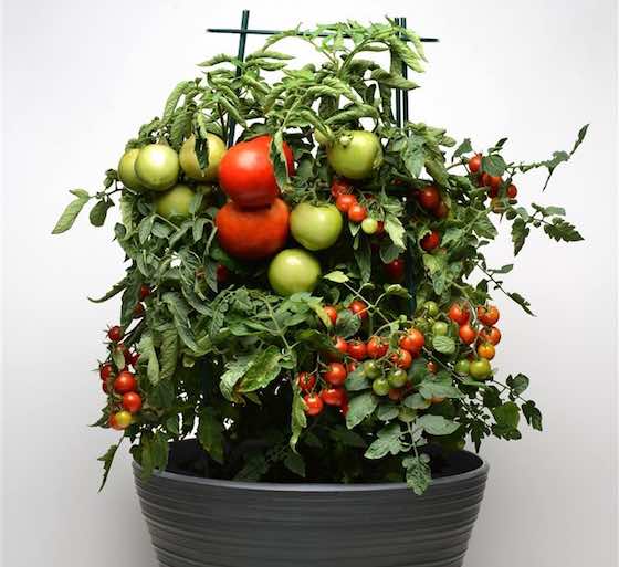 Top 5 Gardening Trends