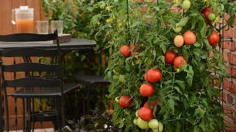 Top Trends in Vegetable Gardening