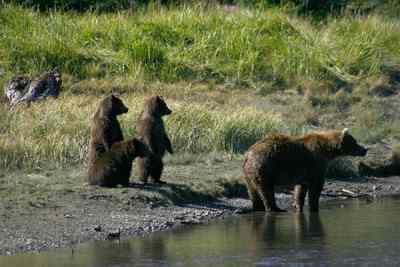 Bear Sighting Great Alaska Bear Camp