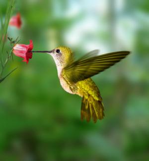 Gardening for the Hummingbirds - How to Attract Hummingbirds into Your Yard