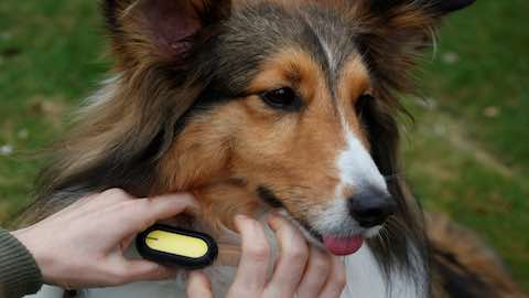 Pets | Wearable Tech Latest Must-Have For China's Proud Pet Owners
