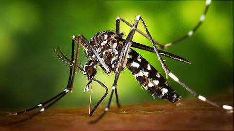 Zika Virus in the United States
