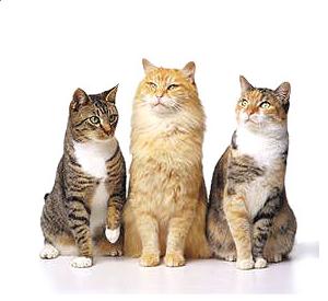 Cats